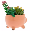 Toy Story Ham Planta Suculenta